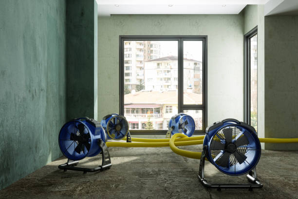 Best Mold removal after water damage  in Richwood, WV